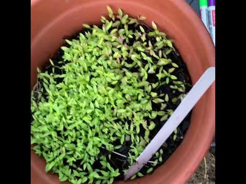 Bug Invasion!! Neem Oil experiment
