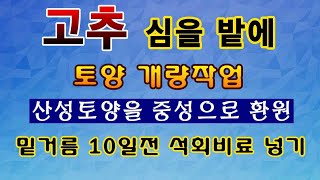 [텃밭농부. 1,374]  고추밭에 토양개량 작업하기. 산성토양을 중성토양으로!