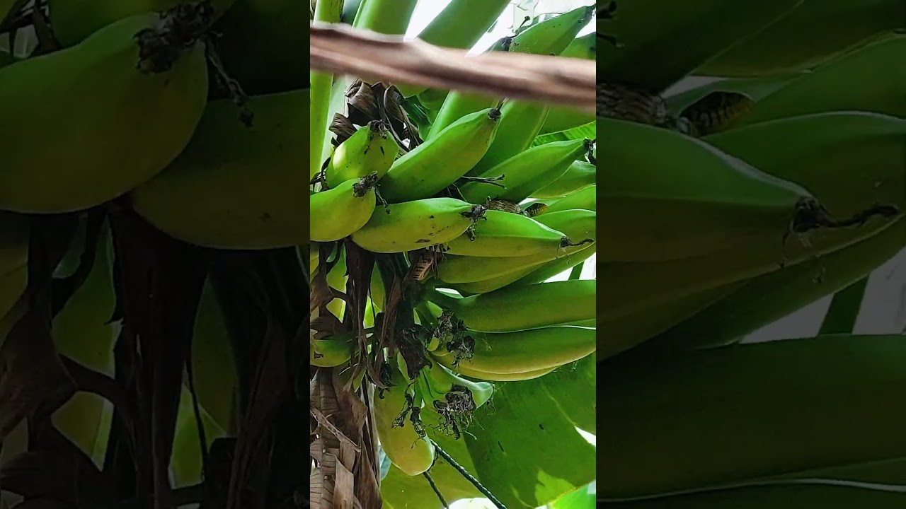 🐍😅 #comedyshorts #viralshort #funnyshorts #comedy #villagelifestyle  #millionviews #8millionviews