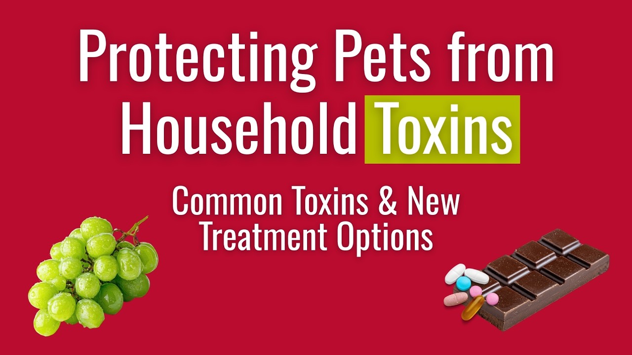 Common Pet Toxicities and Advanced Treatments at the UGA Veterinary Teaching Hospital