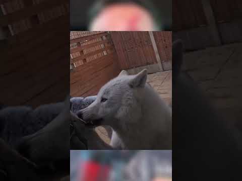O Lobo Pedindo Carinho #biologohenrique #richardrasmussen #shortsbrasil #animais #lobo #cachorro