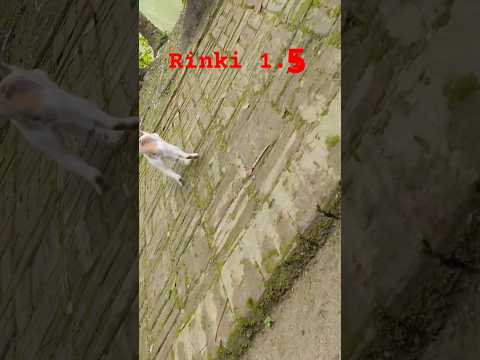 Rinki#shorts#viral#trending