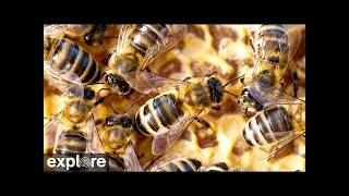 LIVE Honey Bee Hive Cam: Inside the Colony – Buchloe, Germany | explore.org