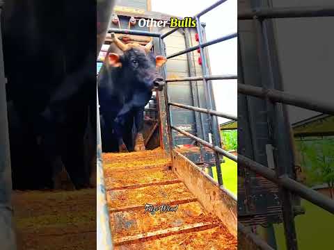 Watch till end to see other bulls vs this last bull 💀