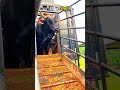Watch Till End To See Other Bulls Vs This Last Bull