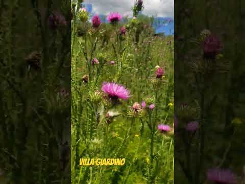 Caminata costeando el rio en Molinos de Thea, Villa Giardino #cordoba #argentina #villagiardino