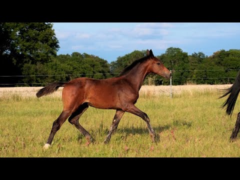 Jazzou Bernayla OLD Stutfohlen von Bernay - Blue Hors St. Schufro - Jazz Time - Rohdiamant