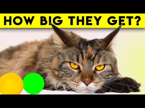 Facts about Maine Coon Cats - What You Need To Know