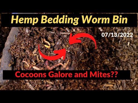 Hemp Bedding in a Worm Bin - First Feeding! 07/13/2022