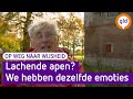 Kunnen apen lachen? Volgens Jan van Hooff delen we dezelfde emoties - Op Weg Naar Wijsheid