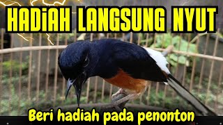 Download lagu PANCINGAN MURAI BATU GACOR AMPUH BUAT MURAI BATU AGAR BUNYI JADIKAN BURUNG MURAI GACOR NYAUT mp3