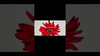 【#HONEY】【#ラルク】【#shorts】【#永久機関】 HONEY/L'Arc〜en〜Ciel guitarcovered by フクレモ.