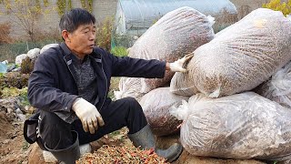 내년 고추심을곳에 고추꼭지딴것 20포대 뿌리고 경운기로타리 하려고 합니다.