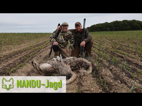 On a rhea hunt in Mecklenburg