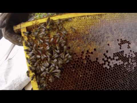 Часть 1.Пчелы слетели? Коллапс пчел? Beekeeping.