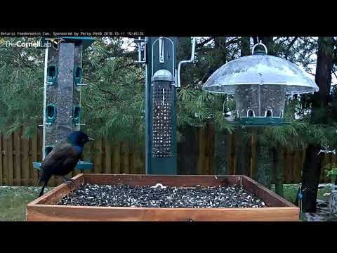 Common Grackle Stakes Claim To Ontario Feeders – Oct. 11, 2018