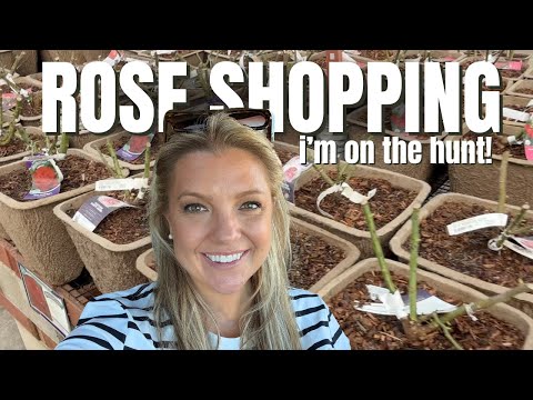 Planting Roses Starts Now 🌹 Bare Root Rose Hunt in Zone 9