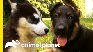 Which Adorable Dog Would You Want As A Family Pet? | Dogs 101
