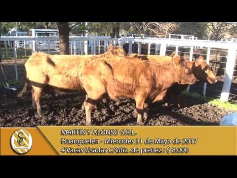 31-05-17 Venta de Vientres - Martin y Alonso S.R.L. - Huanguelen.