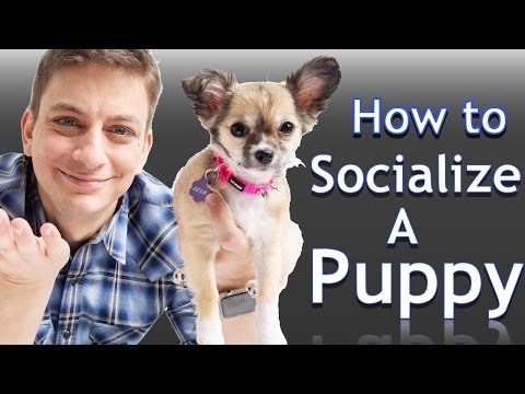 download lagu mp3 mp4 Places Where You Can Play With Puppies, download lagu Places Where You Can Play With Puppies gratis, unduh video klip Places Where You Can Play With Puppies