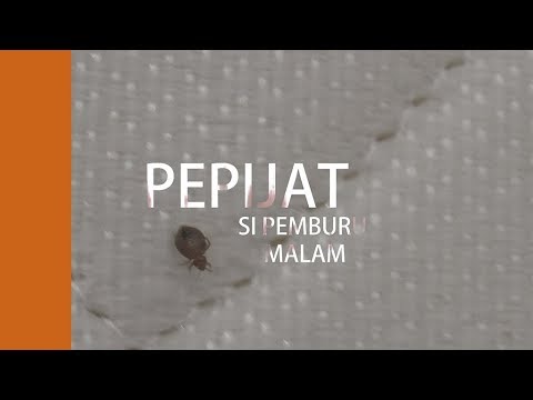 , title : 'Pepijat Si Pemburu Malam'