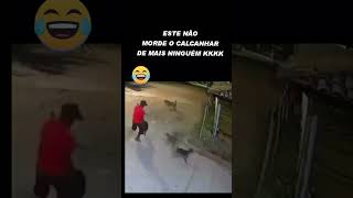 O calcanhar de Adilson. #videos #animals #dog