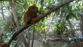 preview picture of video 'Mike and Tarsier'