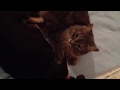 Cute Cat Cleans Best Friend Dog