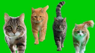 Download lagu Cute Cats Video compilation Green Screen footage HD mp3 Download lagu Cute Cats Video compilation Green Screen footage HD mp3