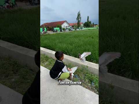 Bocil FF Lop Lop Merpati Balap