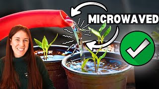 Is Microwaved Water Bad for Plants? The Truth
