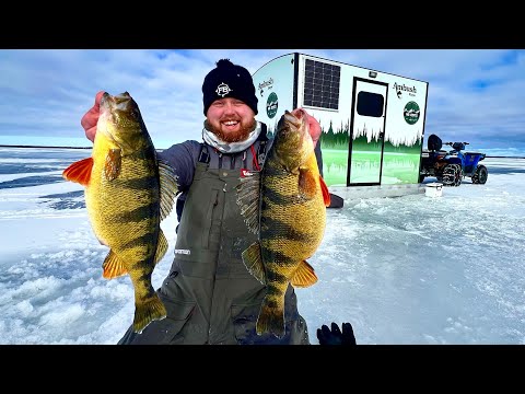 Catching GIANT 16” Perch Ice Fishing! (INSANE BITE)
