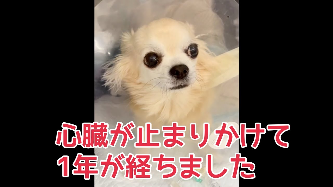 心臓が止まりかけて1年が経ちました。今僕は絶好調！