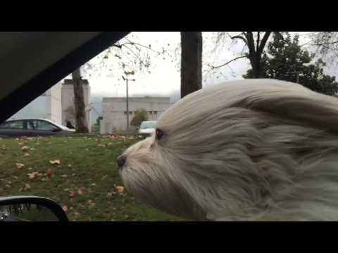 Fujur/Falkor, chilean magic dog