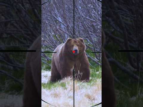 Bear Hunting | ours | orso | دب