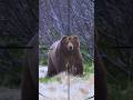 Bear Hunting | ours | orso | دب