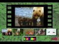 A Bear With Her Cubs From Kids Zoo A Baby Animal Adventure MS DOS Packard Bell Version