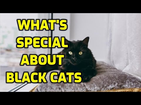 10 Fun And Interesting Black Cat Facts!