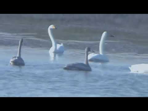 MARK KNOPFLER, TIME WILL END ALL SORROW, Lyrics below