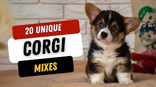 20 Unique Corgi Mix Breeds You'll Love!