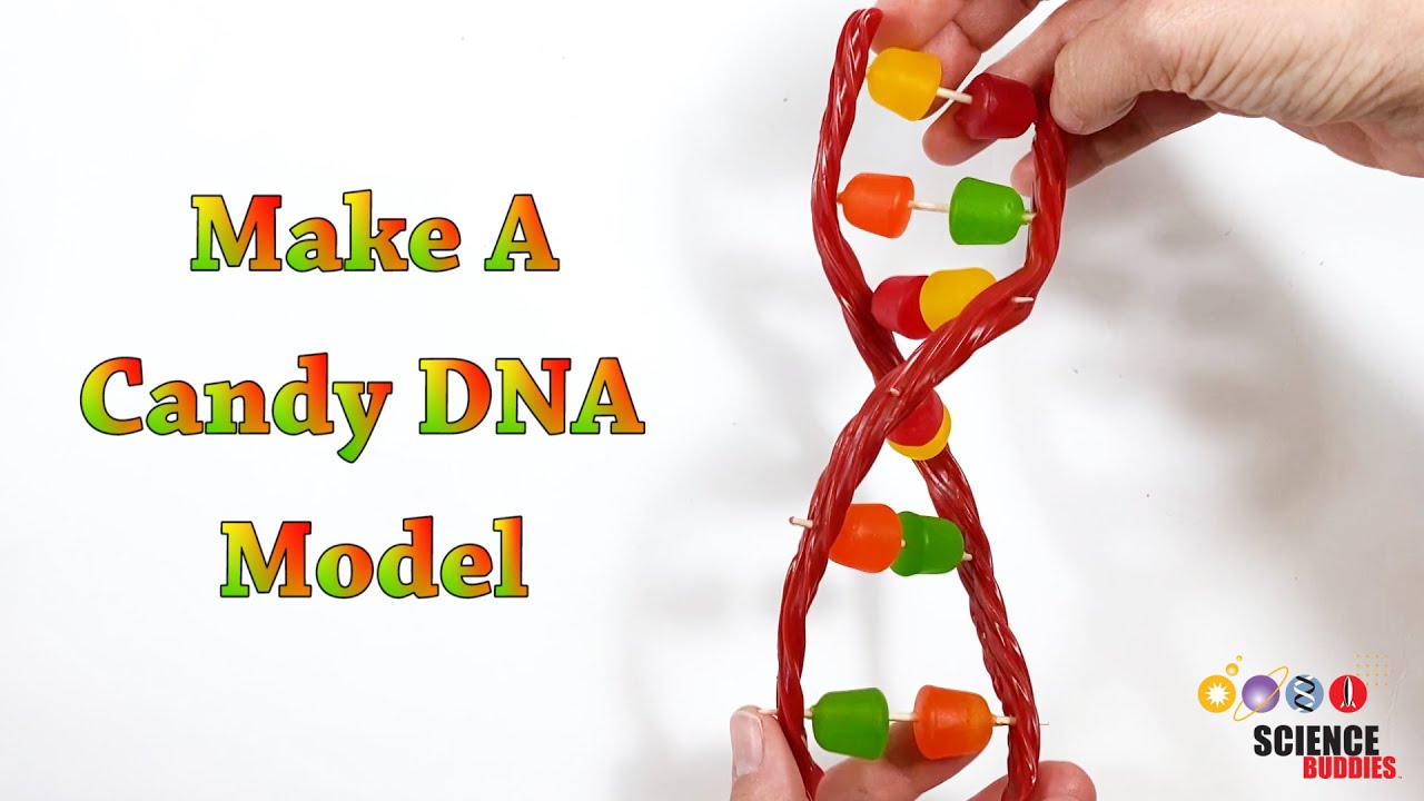 Make A Candy DNA Model! | STEM Activity