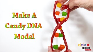 Make A Candy DNA Model! | STEM Activity