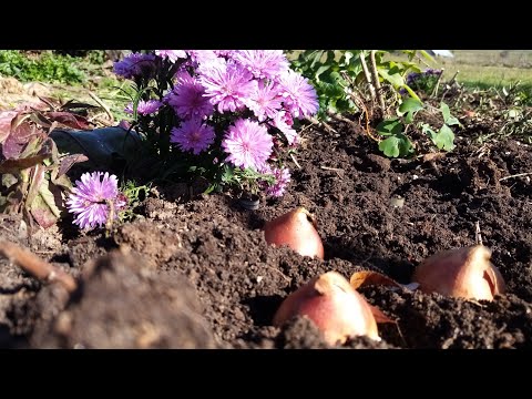 Hu- hagymás virágok ültetése 28.10.2022