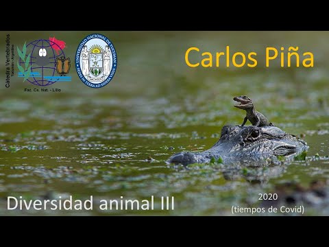 67   Entrevista a Carlos Piña - Determinación del sexo en cocodrilos