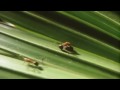 ANT ALARM