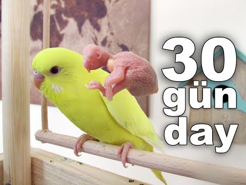 New Born Baby Budgie Chick 1 To 30 Day Growth Stages