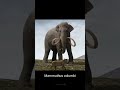 Elefantes Prehistóricos Mammoths Animales Prehistoria Elefante Dinosaur Mamut Shorts Iceage