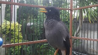 Download lagu JAlak Kebo Gacor Full Isian - MAsteran Burung Jalak Kebo Super Gacor Eps 561 mp3 Download lagu JAlak Kebo Gacor Full Isian - MAsteran Burung Jalak Kebo Super Gacor Eps 561 mp3