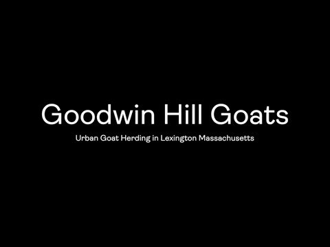 Goodwin Hill Goats- Urban Goat Herding in Lexington Massachusetts