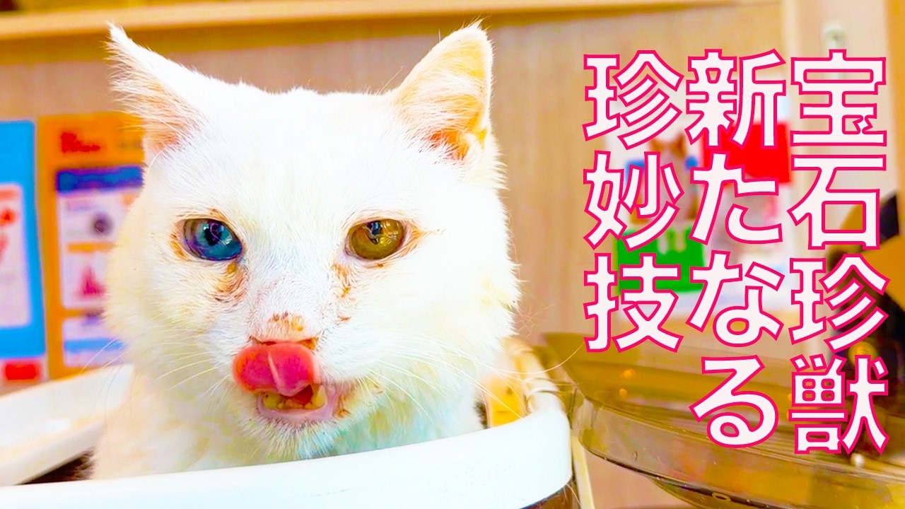 闘病の宝石珍獣、桜の季節に新技を出す　The rare-gem-cat's new skill